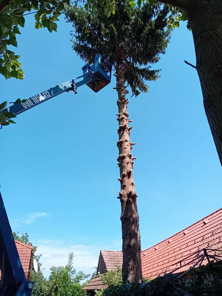 Rušenje smreke